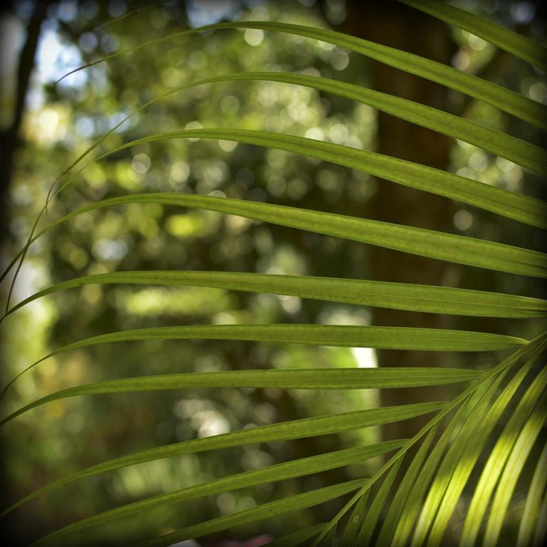 Suites La Flor Sagrada Xochitepec Eksteriør bilde
